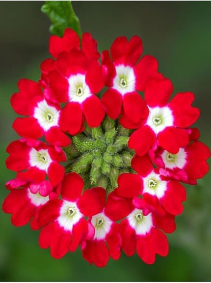 Yayılıcı Kırmızı Mine Çiçeği 1 Adet Saksılı 15-30 Cm Bahçe Yer Bitkisi (Verbena Officinalis)