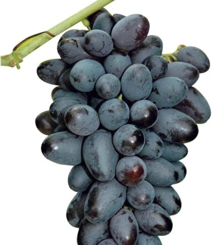 Tüplü Özel Ürün Çekirdeksiz Hatun Parmağı Üzüm(Asma-Bağ) Fidanı