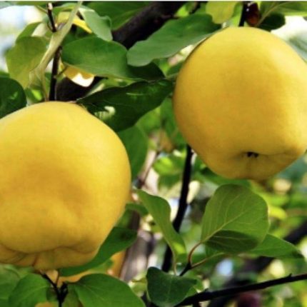 Tüplü Aşılı Bol Verimli Yarıbodur Leziz Eşme Ayva Fidanı