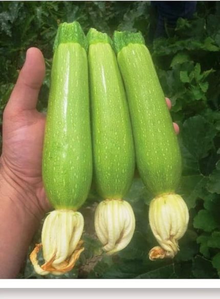 TARIM Ata Tohumu Yerli Kabak Tohumu 20 Adet Tohum