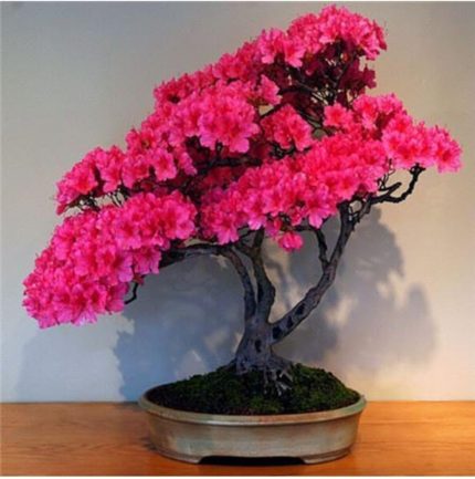 Dünyam Bodur Pembe Azalea Bonsai Ağacı Tohumu 5 Adet Tohum