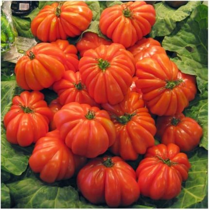 İthal Antik Domates Tohumu 10 Adet Tohum