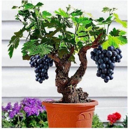 Siyah Üzüm Bonzai Ağacı Tohumu 5 Adet Bonsai Ağacı Tohumu