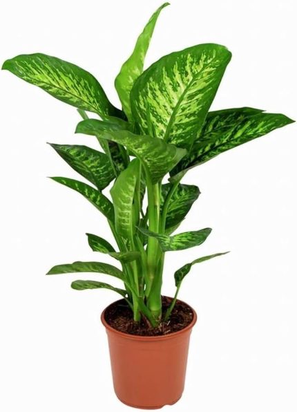 Fidancılık Difenbahya Tropik Salon Bitkisi 60-90 cm