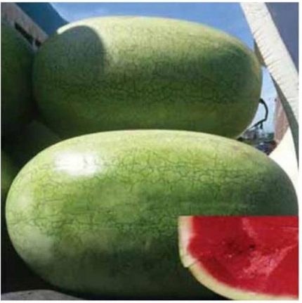Dünyam Nadir Ithal Çarliston Gray Karpuz Tohumu- 5 Adet Tohum