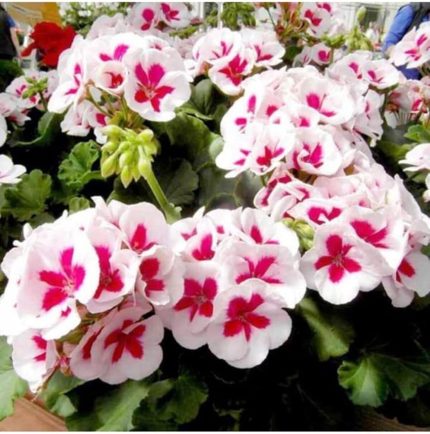 Look 10 Adet Pembe Renk Sakız Sardunya Tohumu TH-thmcmthm312