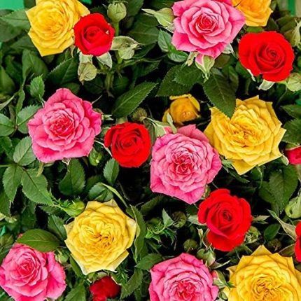 Kokulu Yediveren Karışık Gül Fidanı Paketi (5 Adet)