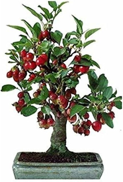 Adet Tohum Bodur Bonsai Kiraz Ağacı Bonzai Tohumu Saksı Toprak Hediyemizdir