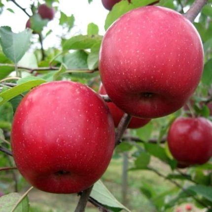 Tüplü Yarı Bodur Fuji Zhen Aztec Elma Fidanı