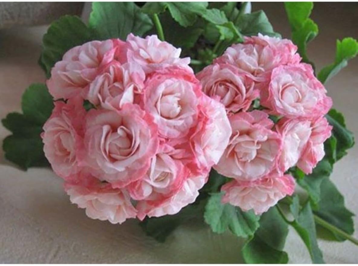 618WcZfQtvL._AC_SY879_