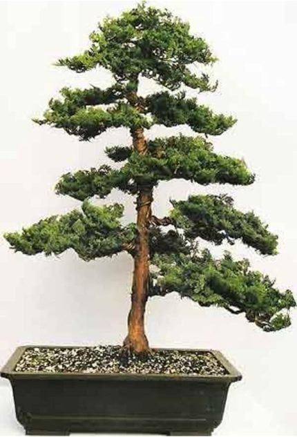 Look Hinoki Çam Bonsai Ağacı Tohumu-10 Adet TH-2022dshnglkthm084