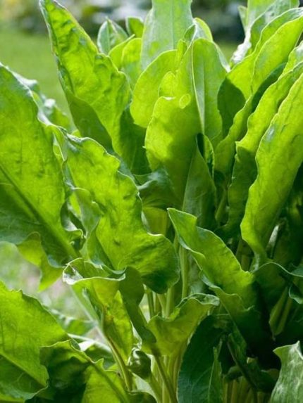 Garden Doğal Ekşili Ot Kuzukulağı 1000 Ad. Tohum