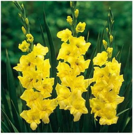 Sarı Renk Glayöl Soğanı 5 Adet