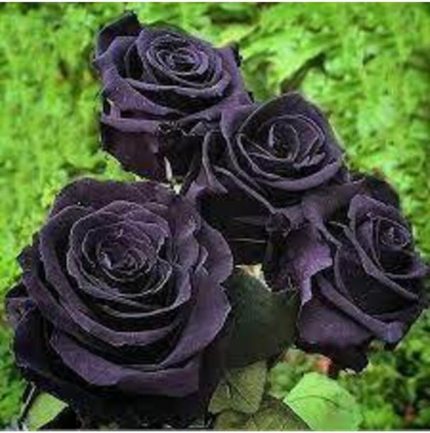 Look 5 Adet Tohum Nadir Siyah Gül Tohumu Kara Gül TH-BB23678932569