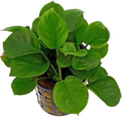 Barteri Round Golden Coin 5-6 Yapraklı Canlı Bitki