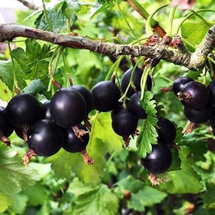 Naturel 2 Tad Bİr Arada Frenk Üzümü Bektaşi Üzümü Melezi Josta Üzümü