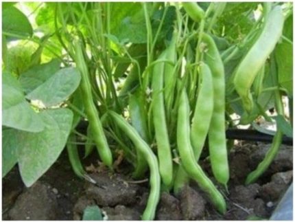 Dünyam Boncuk Ayşe Fasulye 20+ Adet Tohum