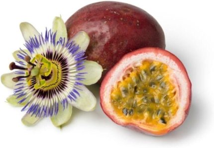 Dünyam 3 Adet Tropikal Çarkıfelek Meyvesi Tohumu