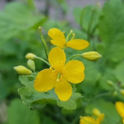 Otu Tohumu (5 tohum)
