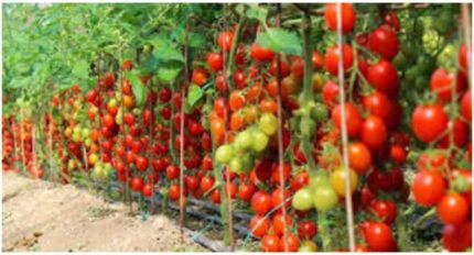 Domates Tohumu 25 Adet