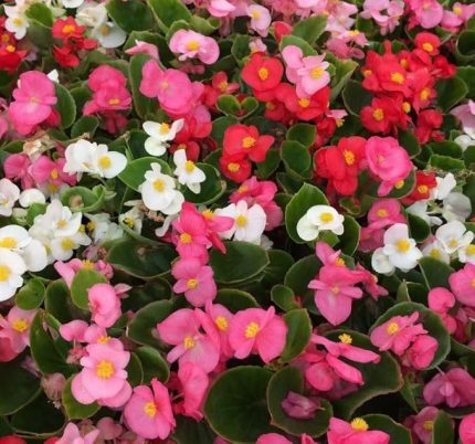 Şeker Begonya Tohumu Banga - Karışık Renkli (20 Tohum)