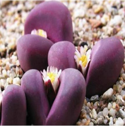 Look Lithops Optica Cv Rubra Sukulent Tohumu TH-9154684654821