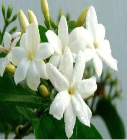 Yoğun Kokulu Yasemin Tohumu