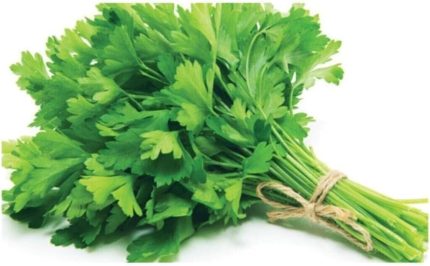 Yediveren Erkenci Maydonoz Tohumu 500 Adet Tohum