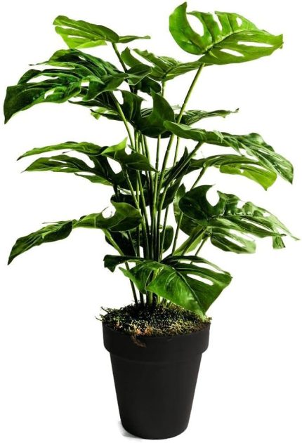 Ağaç Salon Bitkisi Monstera 70 cm 18 Yaprak Antrasit Saksıda