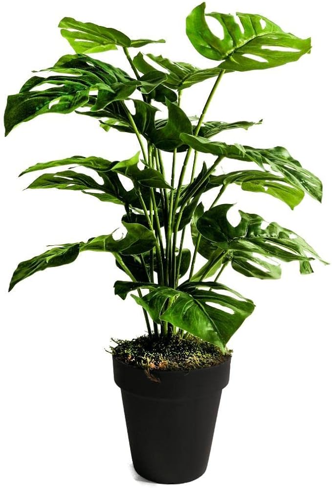 Ağaç Salon Bitkisi Monstera 70 cm 18 Yaprak Antrasit Saksıda