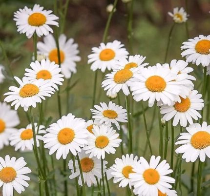 Papatya Tohumu (Kalıcı Yüksek boylu) - Beyaz Renkli - 40 Tohum