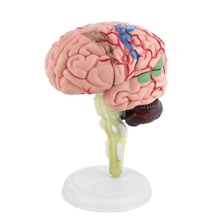 Anatomik İnsan Beyni Modeli Oyuncak, Renkli İnsan Anatomisi Çalışma Modeli, Beyaz Tabanla Birleştirilebilir, Tıp Eğitimi Için İdeal, Beyin Çalışması Öğretimi Için Harika