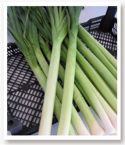 TARIM Yerli Doğal Pırasa İnegöl 1000 Adet Tohum