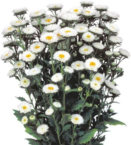 Beyaz Kasımpatı F1 Tohumu (15 Tohum)