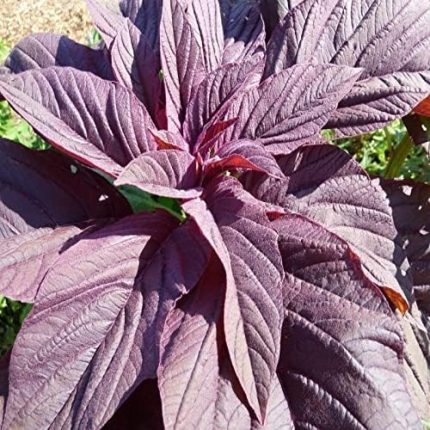 Amarant Tohumu (100 tohum)