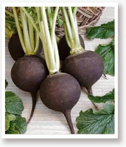 TARIM Yerli Doğal Siyah Turp Tohumu 500 Adet Tohum