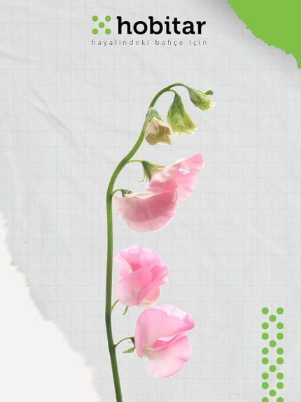 Hobitar Nazende Çiçeği Tohumu - 12 Adet