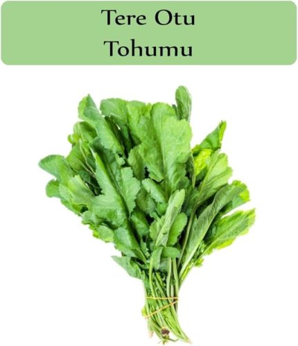 Organik Tere Tohumu 1 Paket (10Gr=5000+ Adet) Tere Otu Tohumu Geniş Yapraklı Tere