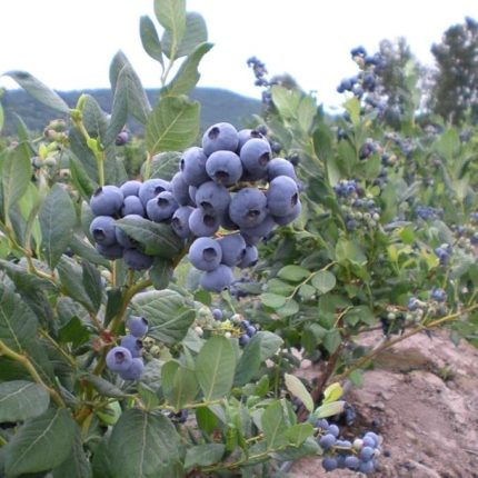 Tüplü Yaban Mersini(Likapa, Blueberry, Maviyemiş) Patriot Fidanı
