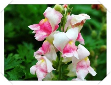 Dünyam 10 Adet Açık Soft Renkli Aslanağzı Çiçek Tohumu