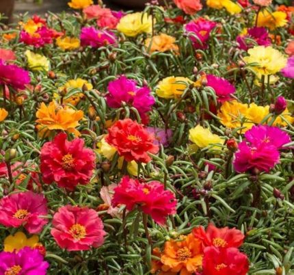 İpek Çiçeği Tohumu (Katmerli Çok Çiçekli) Karışık Renkli - 40 Tohum