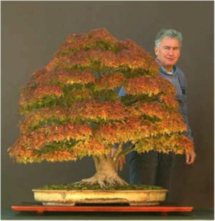 Look Bodur Çınar Bonzai Ağacı Tohumu 5 Adet Bonsai Ağacı Tohumu TH-8777963100261