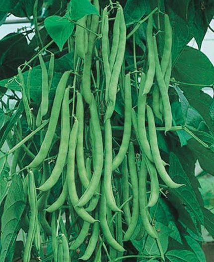 TARIM ATA TOHUMU YERLİ SIRIK FASULYE ASLI 50 ADET TOHUM