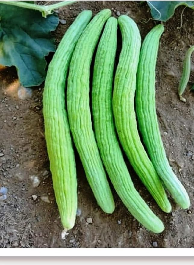 61PwcG6RZrL._AC_SY879_