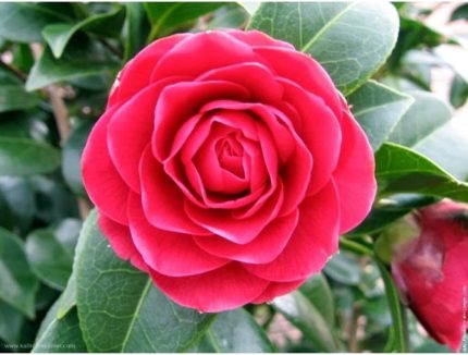 Kamelya (Camellia Japonica) Çiçeği Tohum