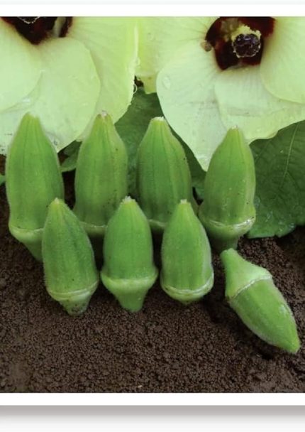 TARIM Ata Tohumu Yerli Küçük Bamya 100 Adet Tohum