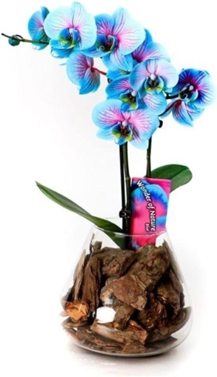 Look 10 Adet Turkuaz Orkide Tohumu TH-159888369809tdr