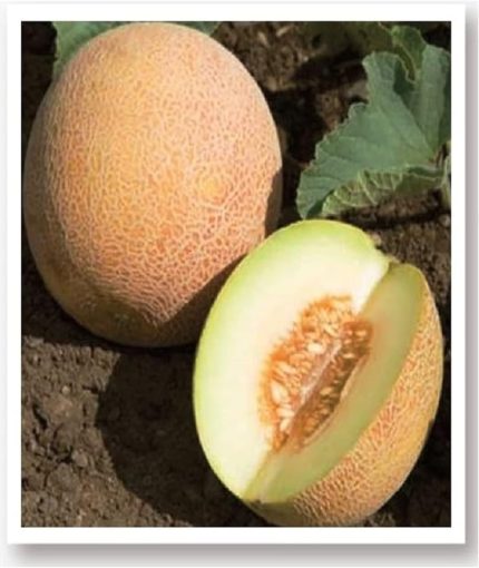 TARIM Ata Tohumu Yerli Kavun Tohumu Ananas 100 Adet Tohum