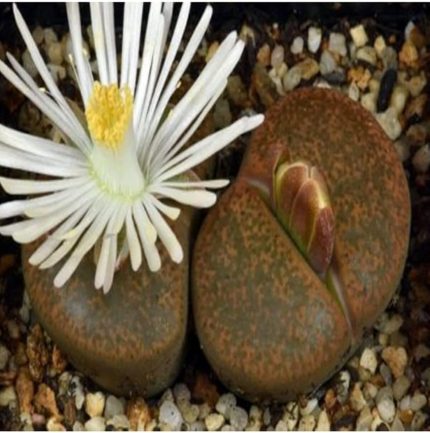 Look Lithops Lesliei V Albiflora Sukulent Tohumu TH-dshnglookthm044