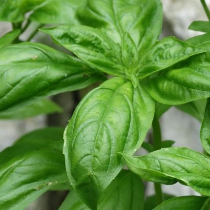 Naturel Doğal Yeşil Yaprak Fesleğen Fidesi (5 adet)